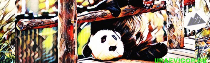 Панда балуется